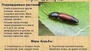 Как да се справим с телена носеща кабелна снимка, методи на борба